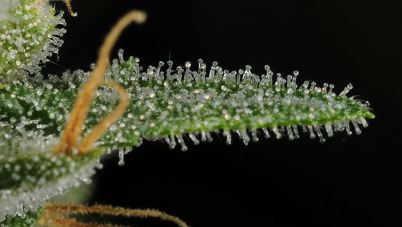 Trichomes on leaf