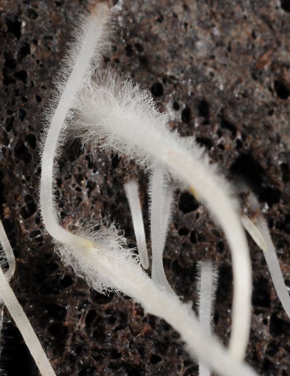 Cannabis root hairs