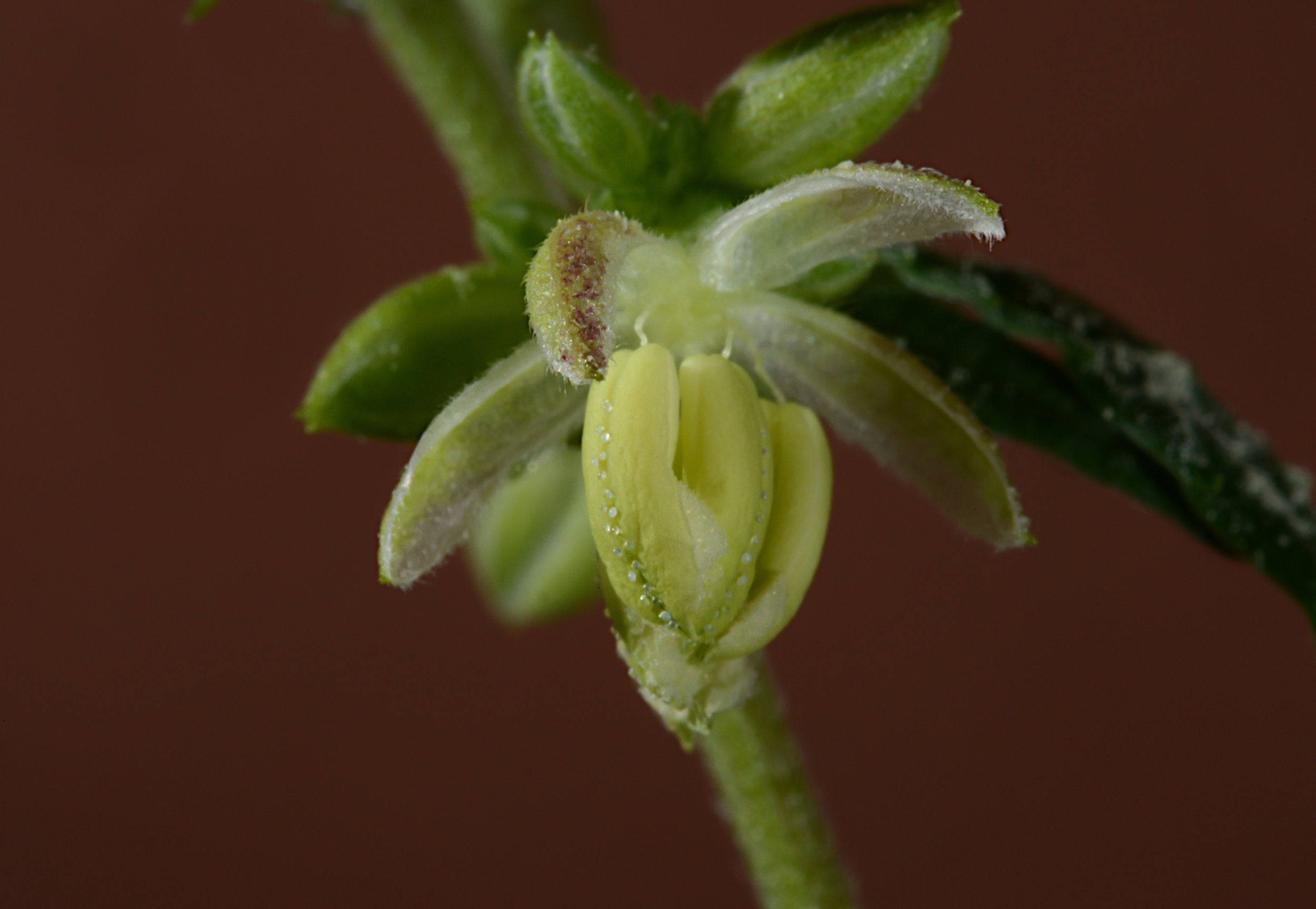 Bursting cannabis male flower