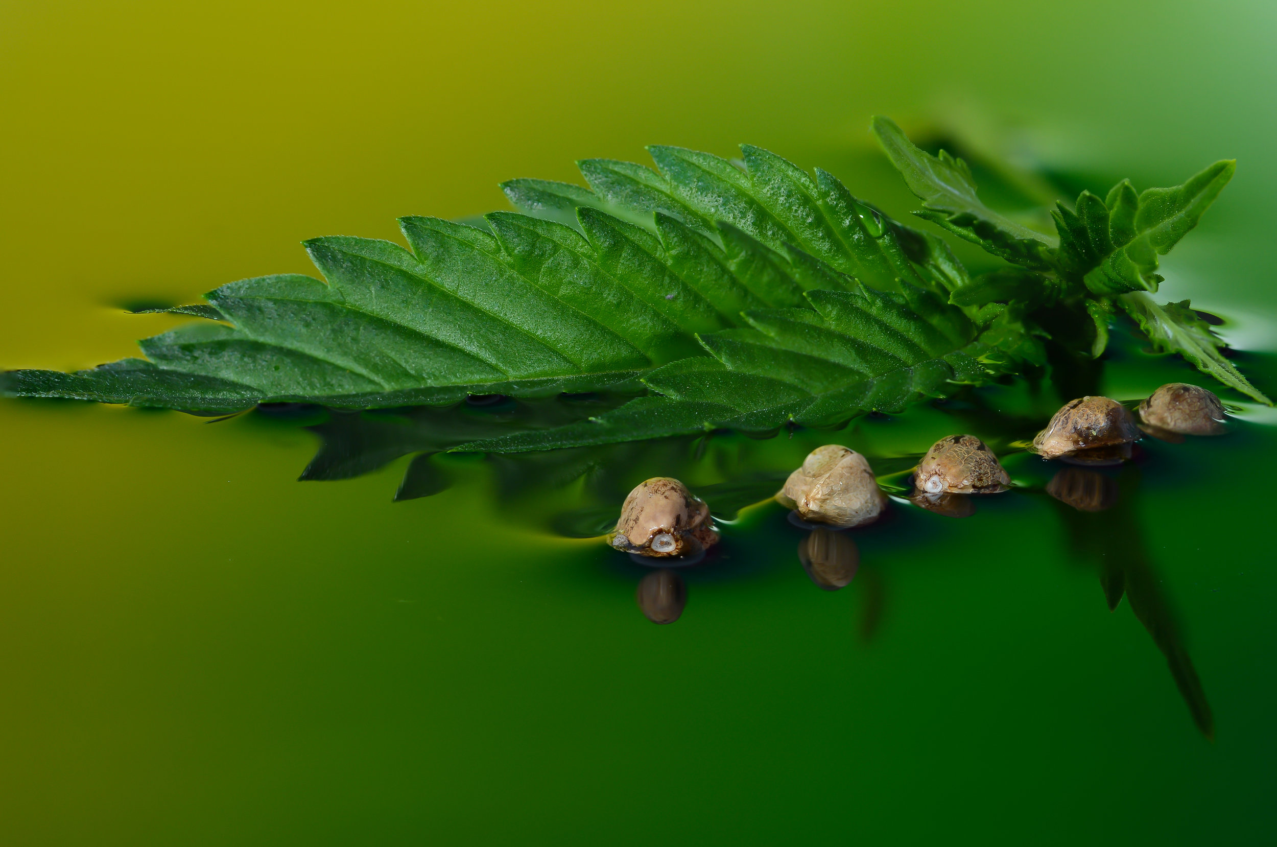 canna-art-11.jpg