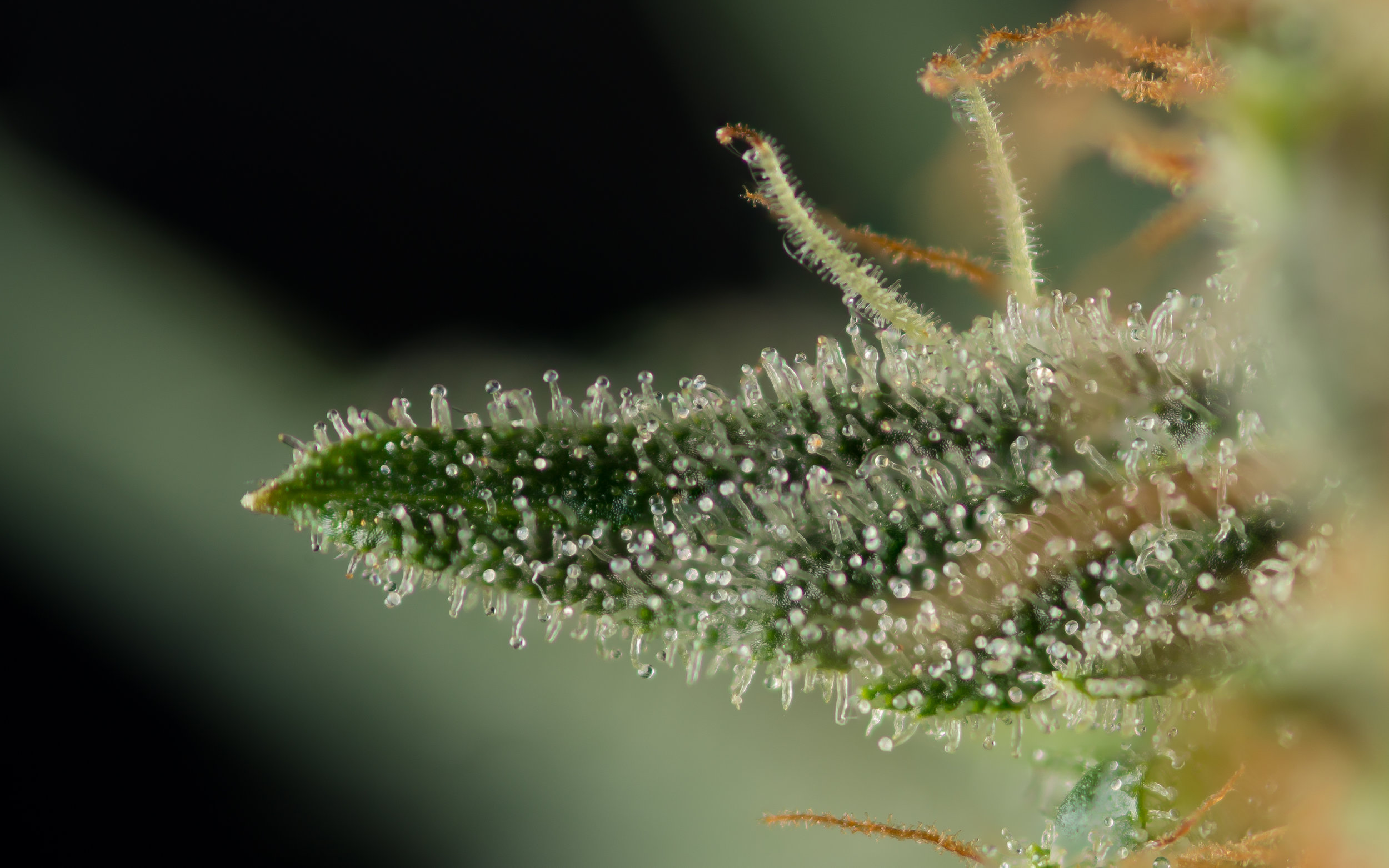 madchem trichomes
