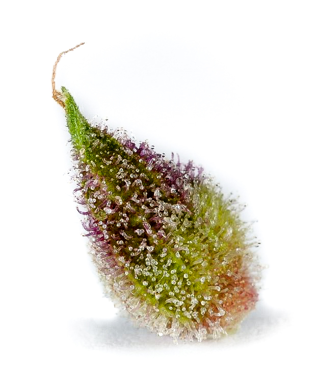 seed-germ-5.jpg