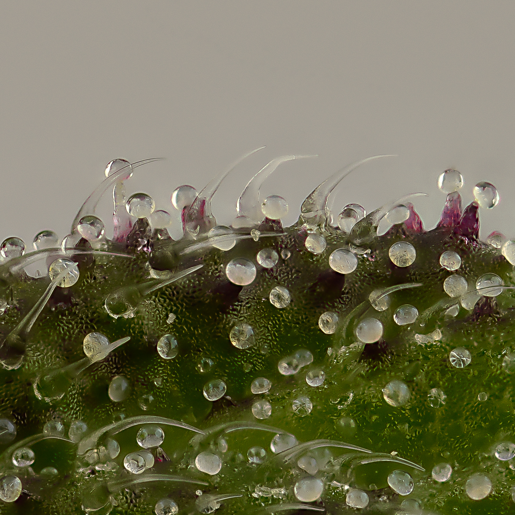 Trichome landscape