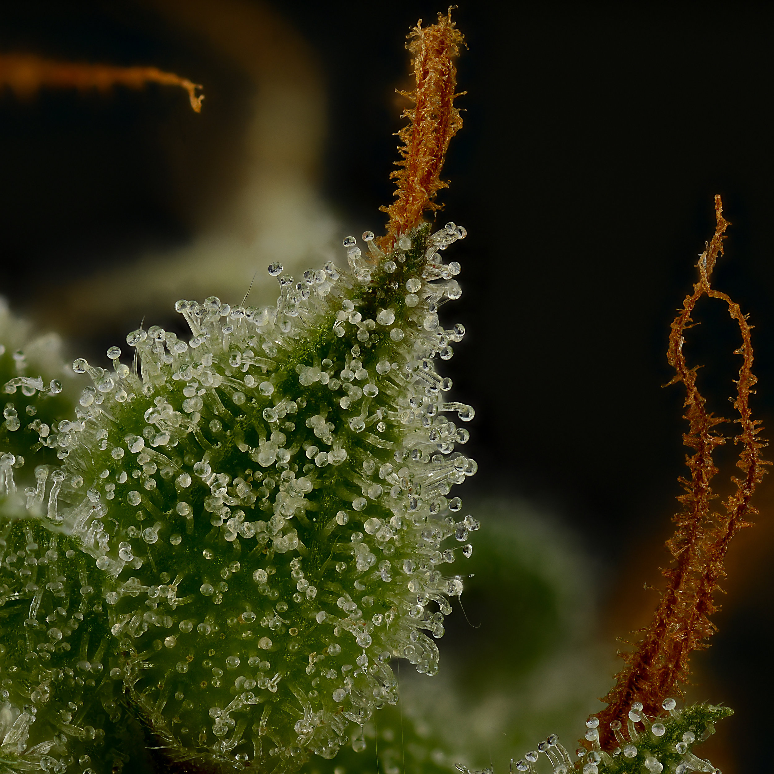 Molokai frost X Killingfields seeded cannabis