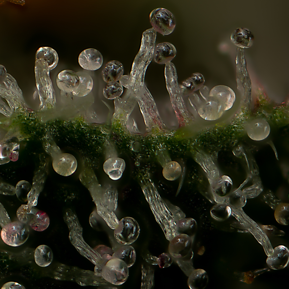 Bunch of cannabis trichomes
