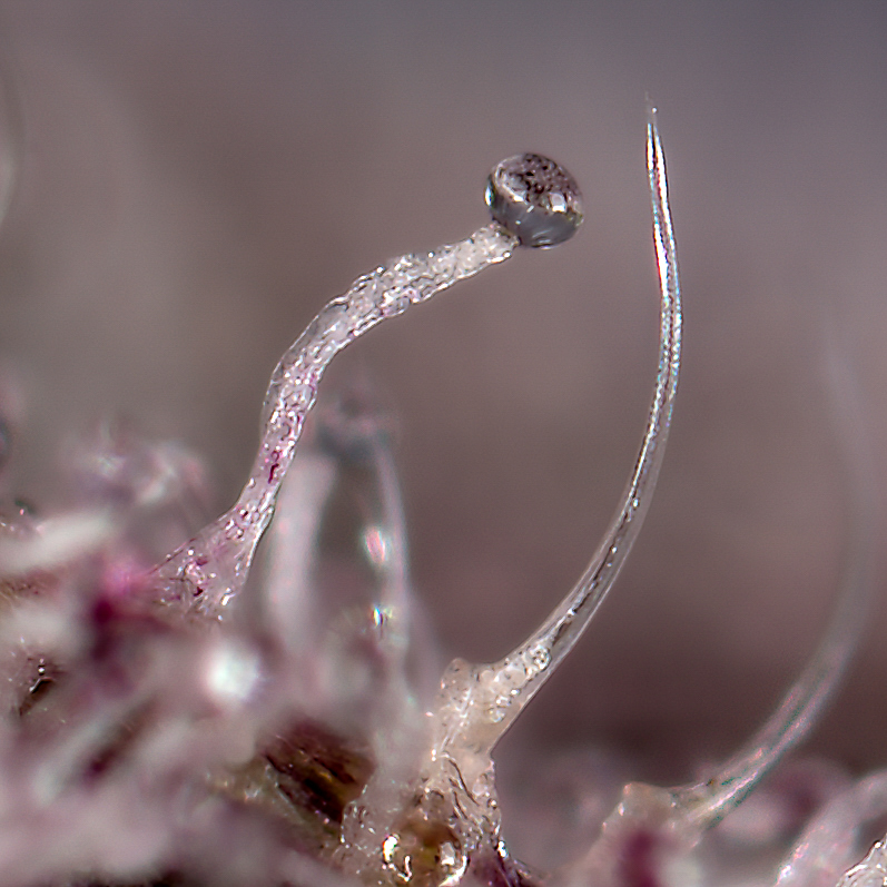 Killingfields close up from trichome