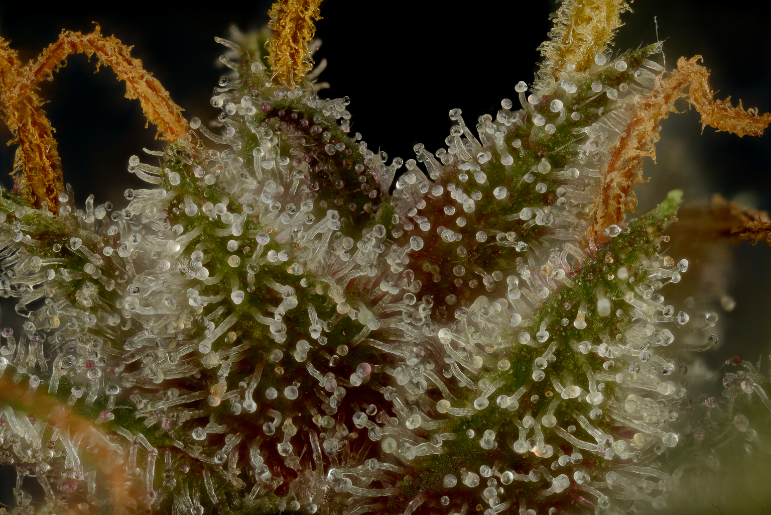 Motherlode budshot