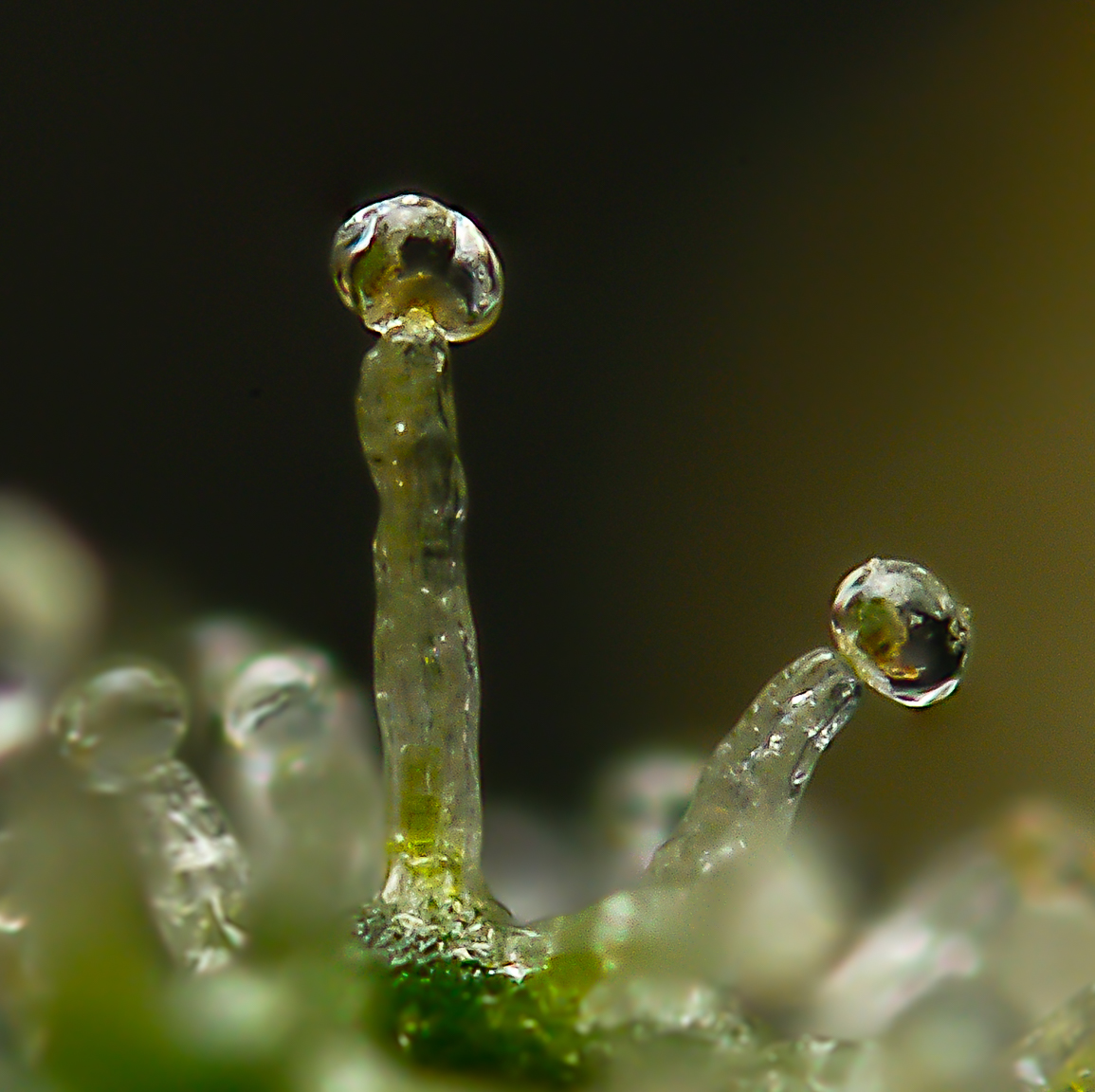 Madkush trichome