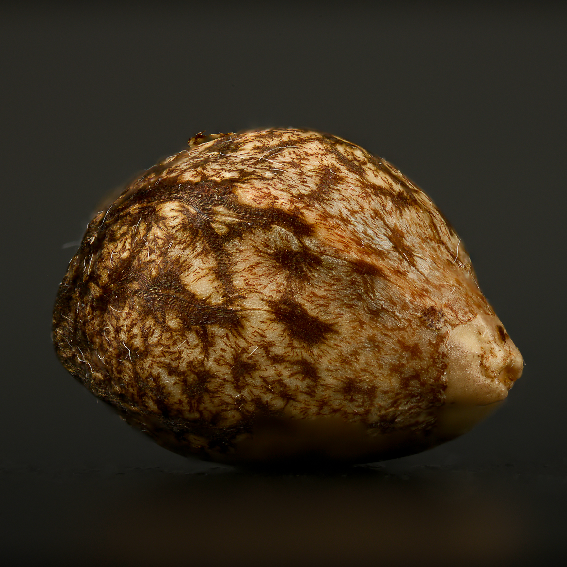 Cannabis seed