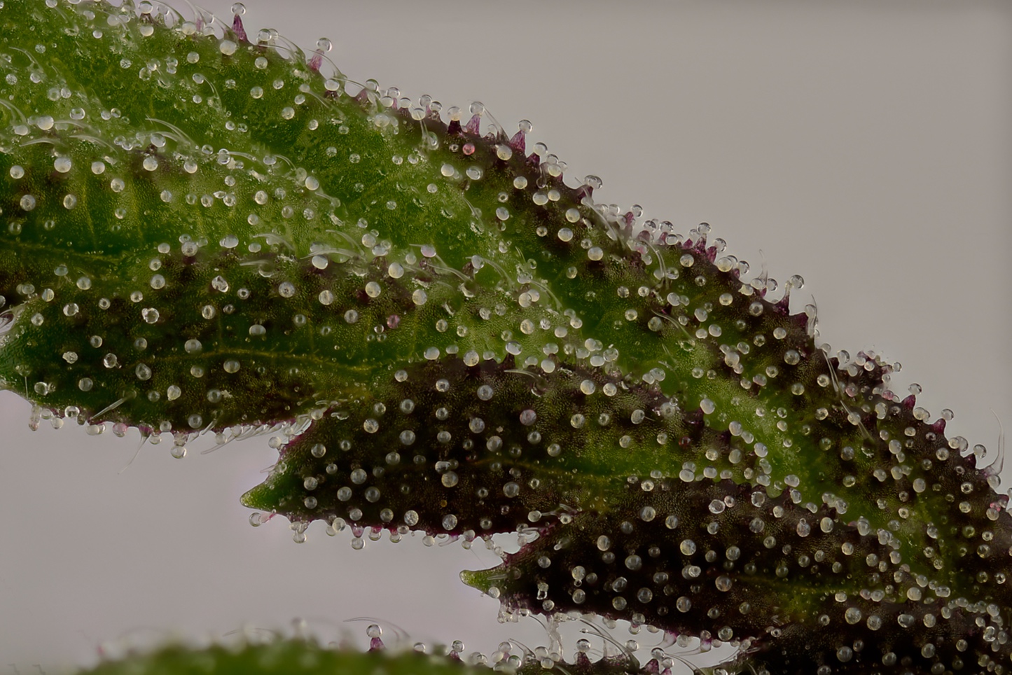 Silverfields leaf with trichomes