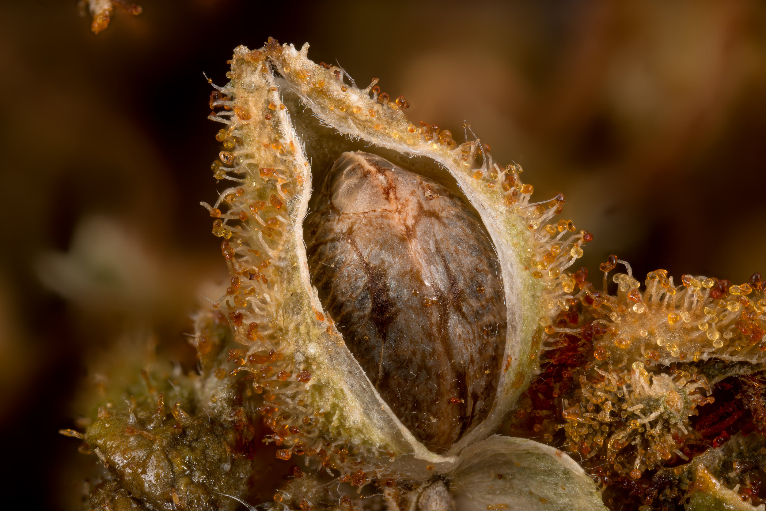 Sanniesjack seed in 12 year old bud