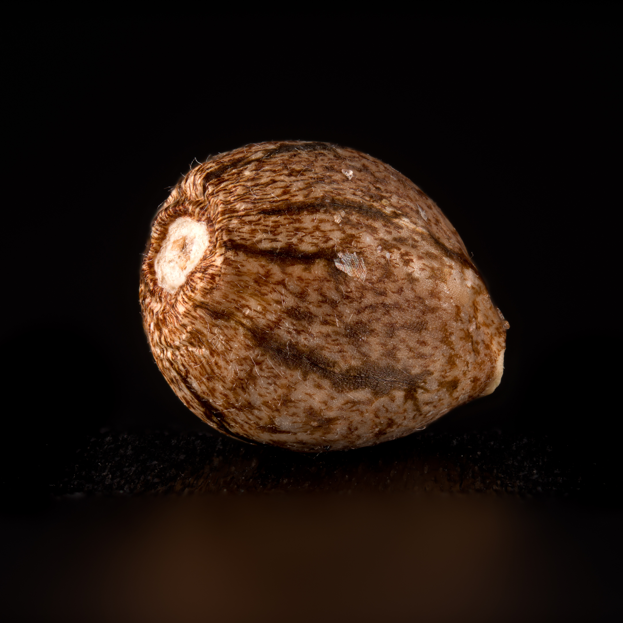 Macro shot from one single seed