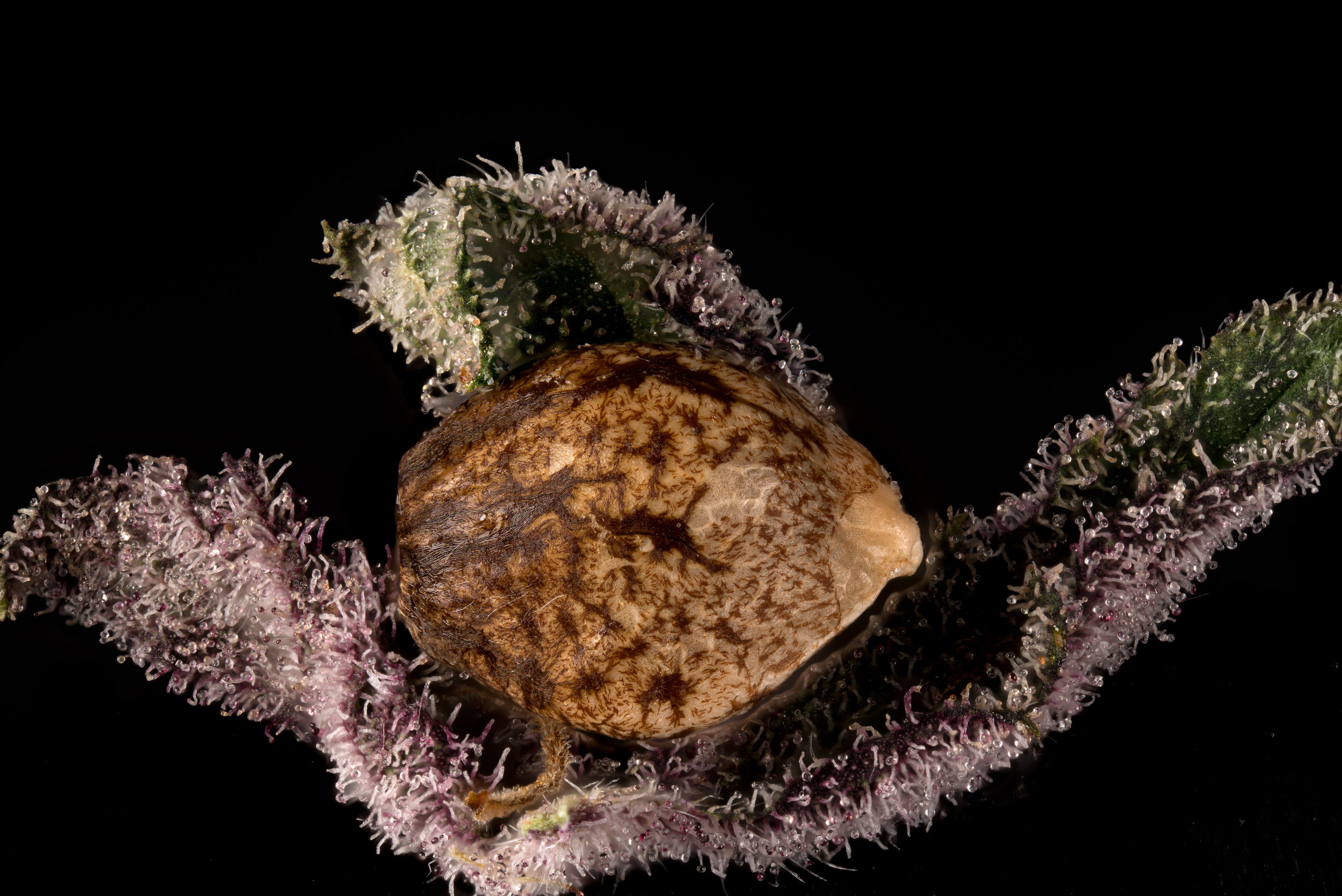 Seed on killingfields trichomes