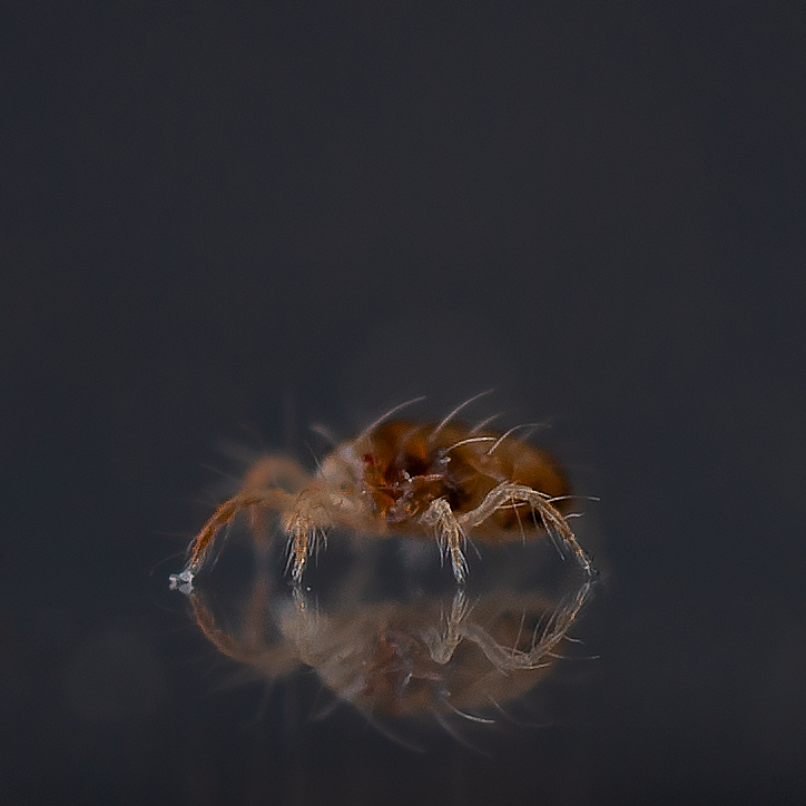 Predator mite against spider mites