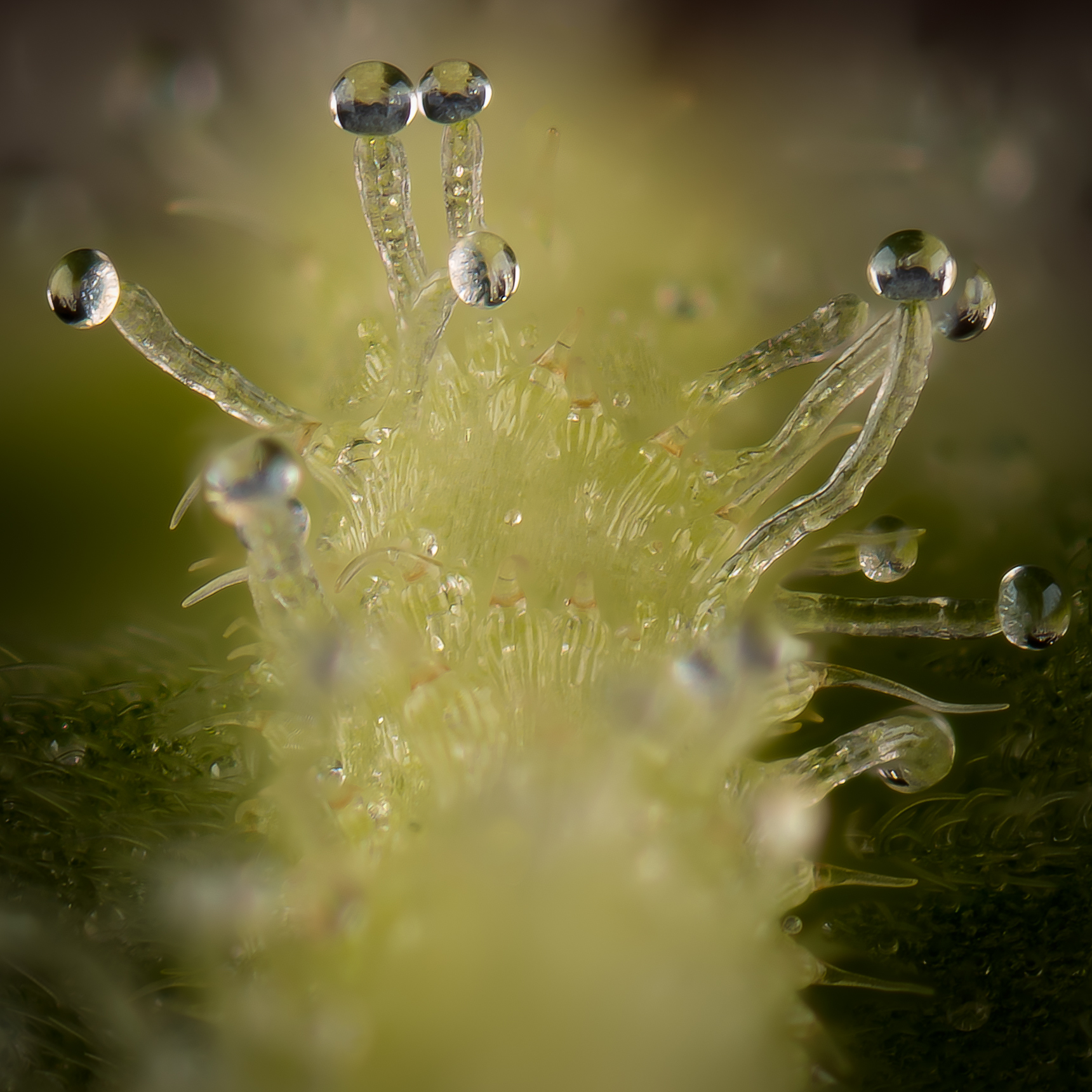 Eruption from the trichomes