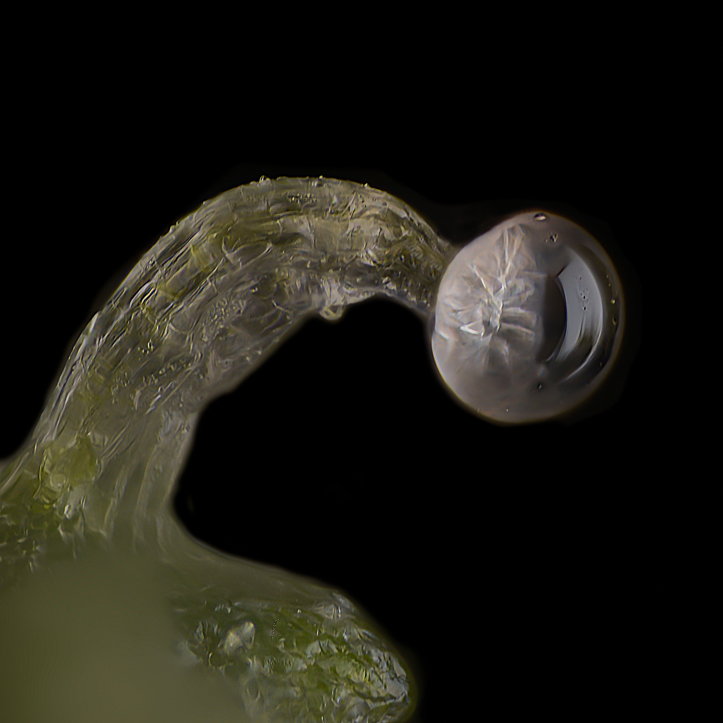 Bend trichome from Herijuana