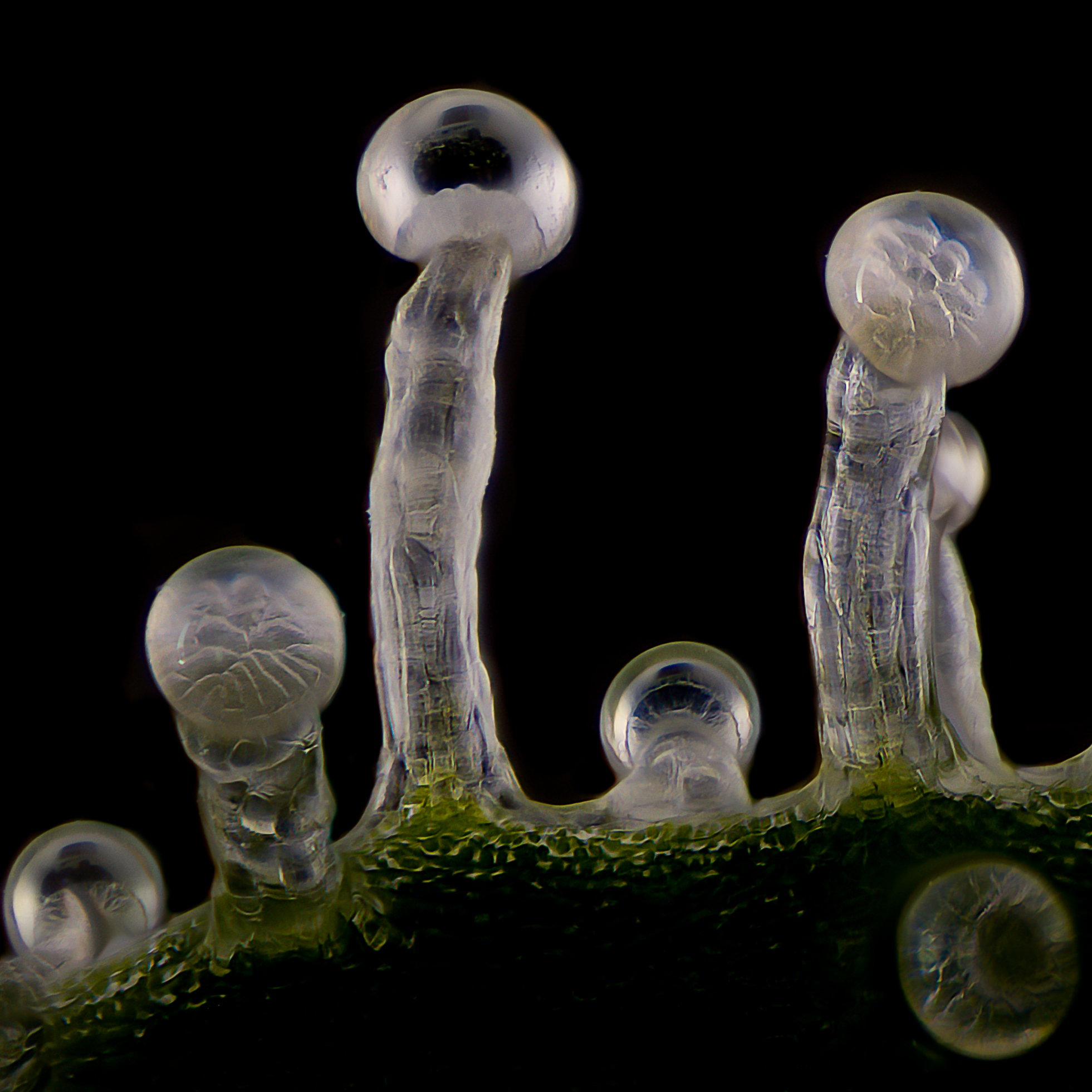 Trichomes in later stage of flowering