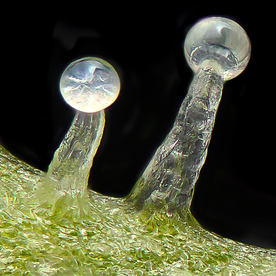 Sannie's Jack trichomes in end of flowering
