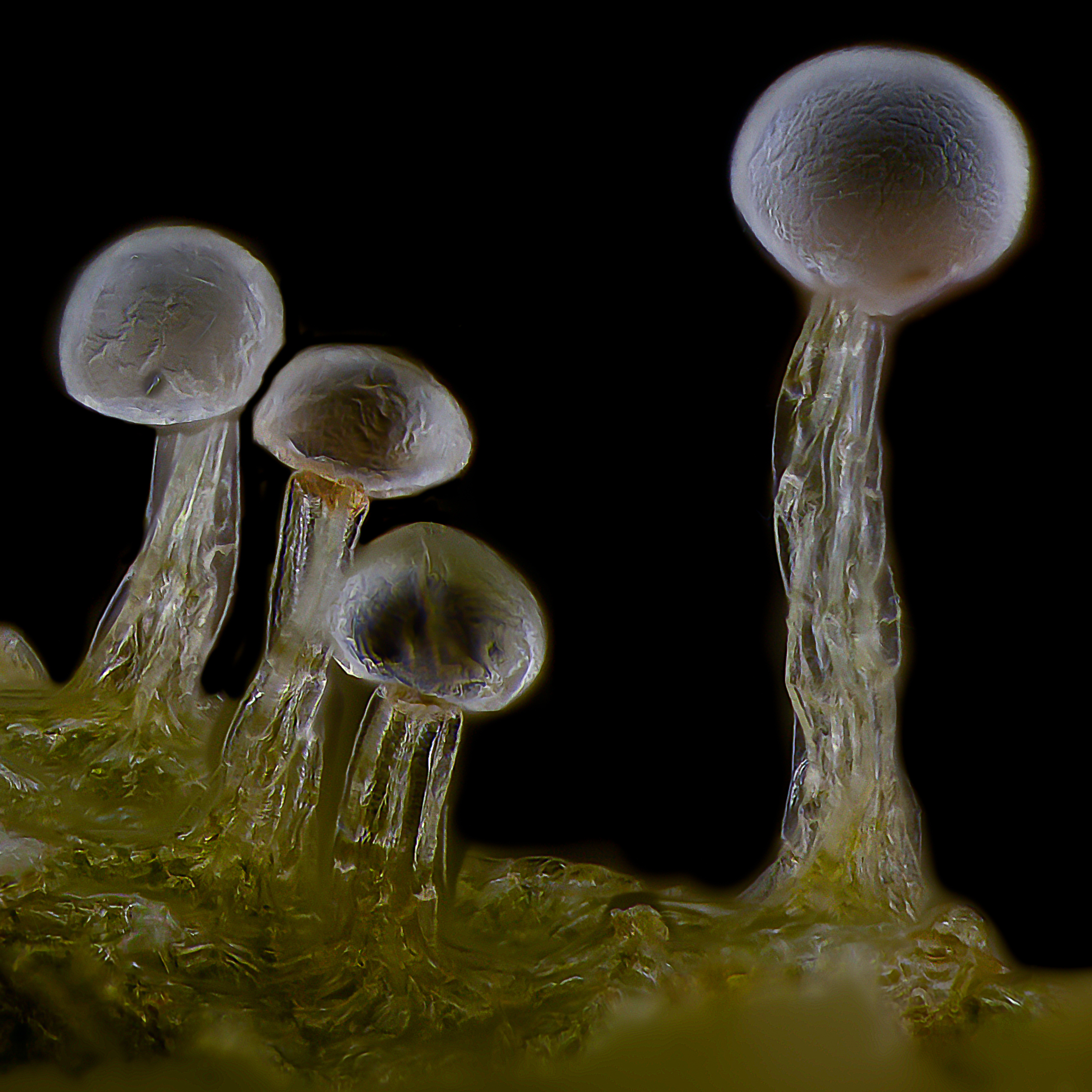 Sanniesjack trichomes after drying