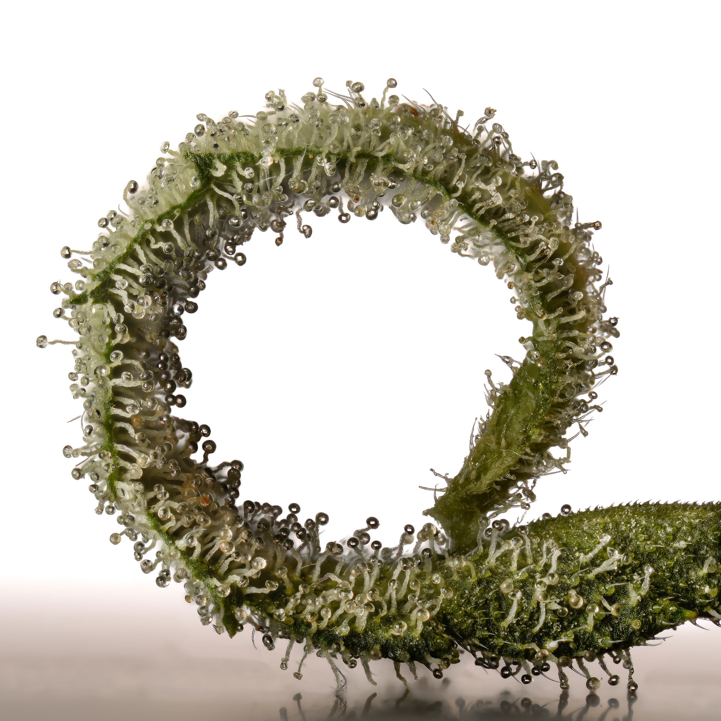 The circle of trichomes