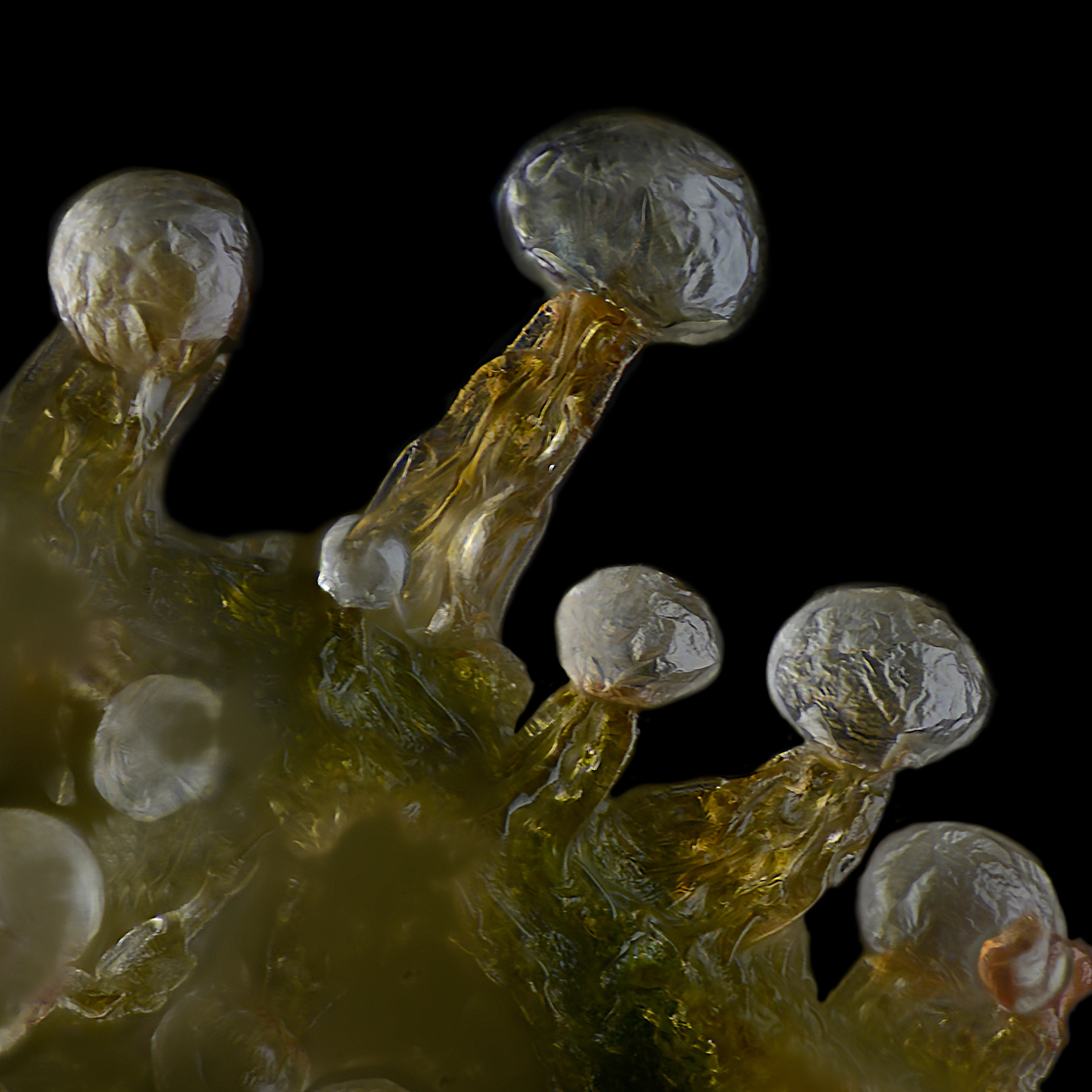 Sanniesjack trichomes after 4 weeks drying