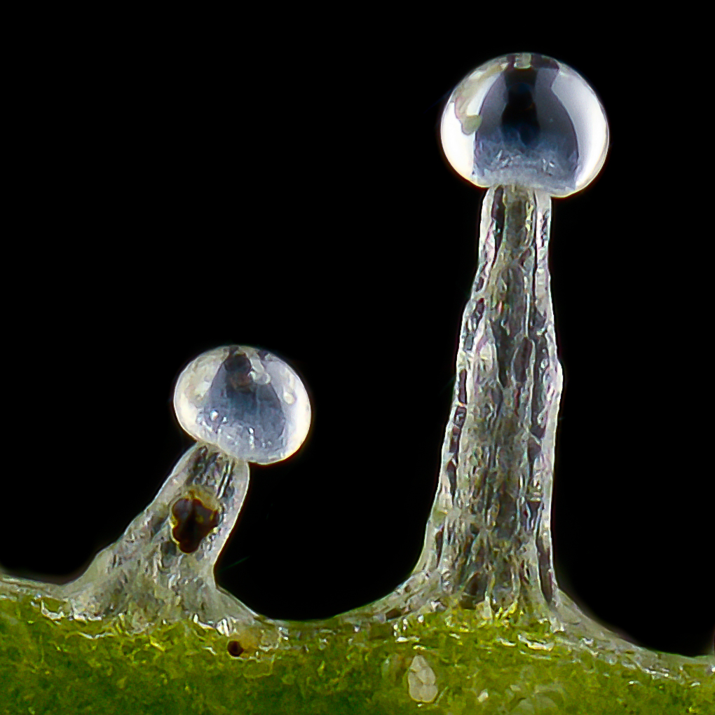Early flowering trichome