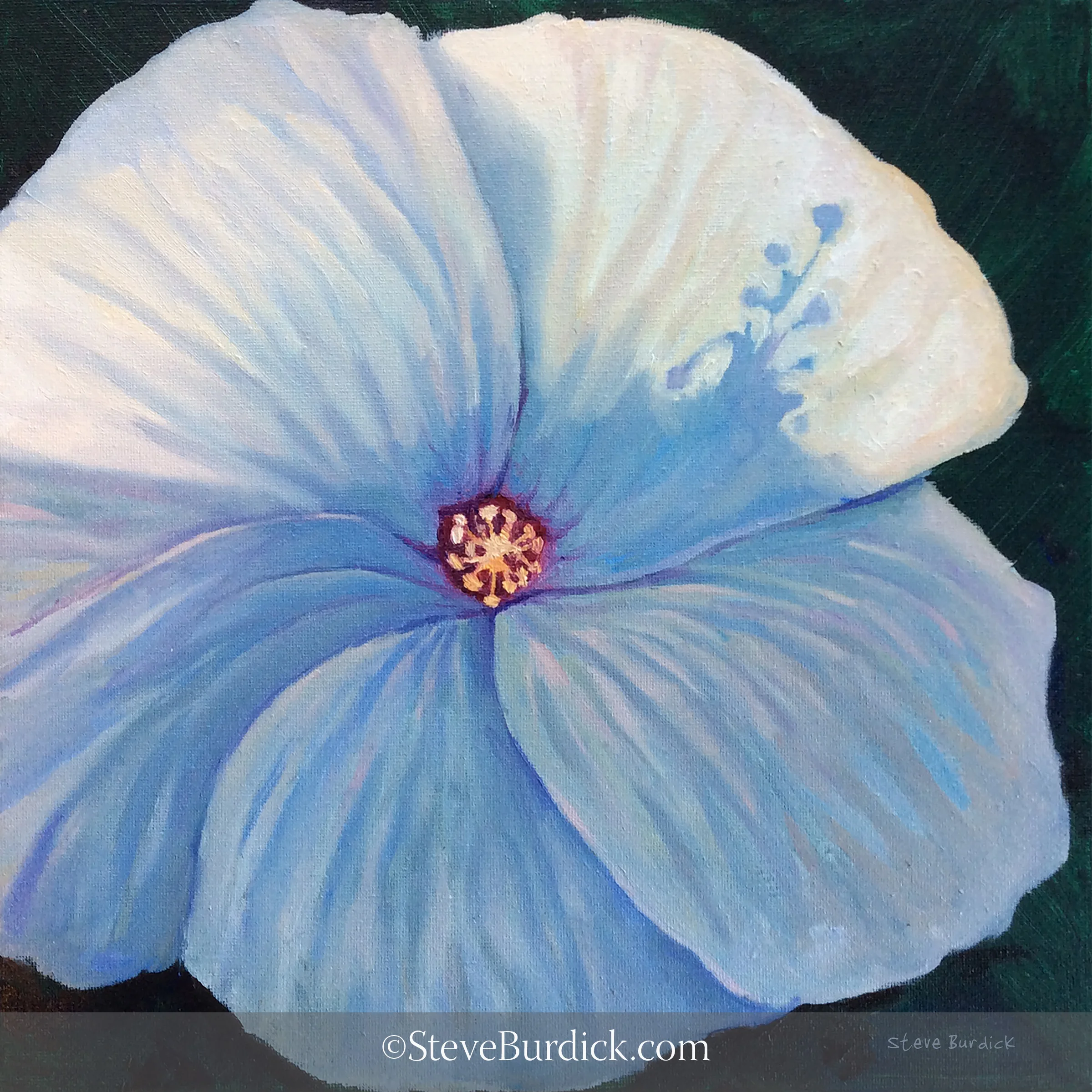 HIBISCUS.jpg