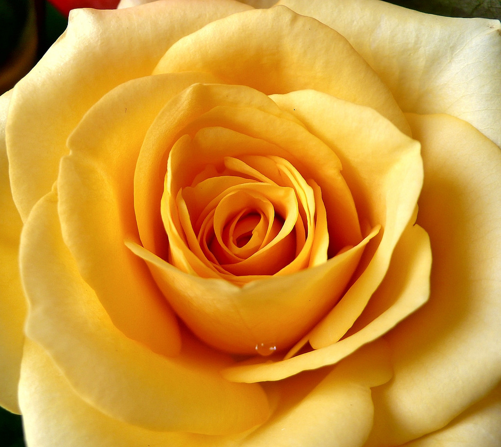 yellow_rose_lucille_ball_favorite_things.jpg