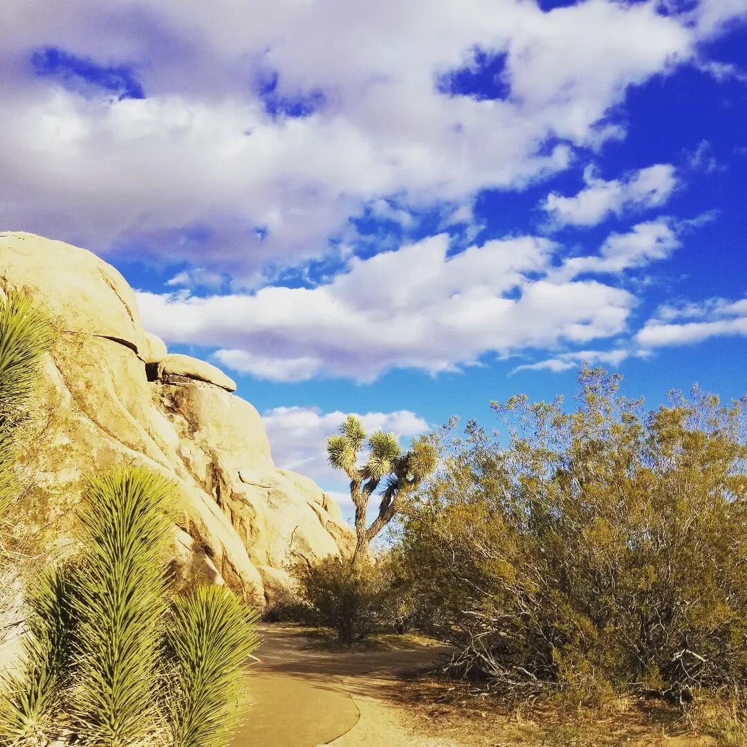 To dare is to lose one's footing momentarily. Not to dare is to lose oneself.

#joshuatree #wanderlust #kierkegaard