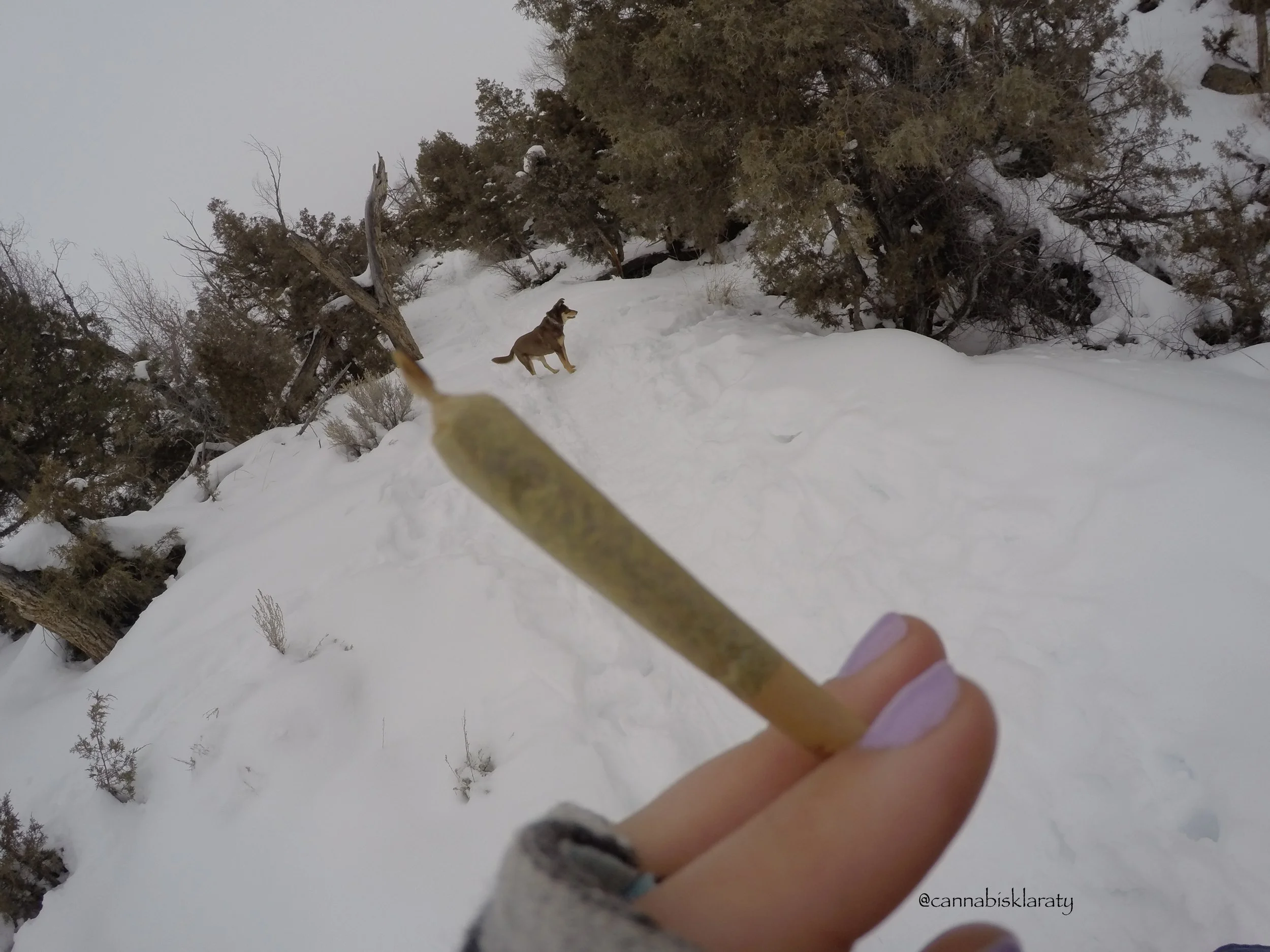 Cannabis Education and Appreciation