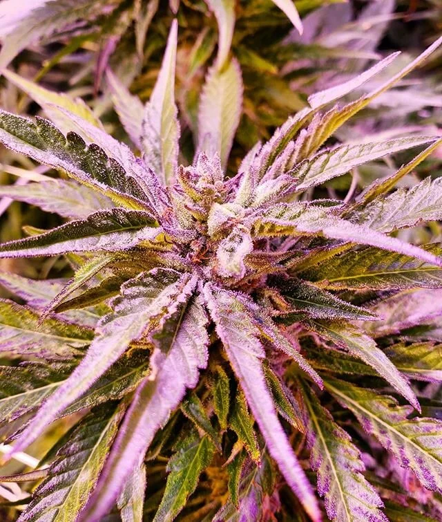 You never know what will happen when you let go of your fear and let yourself GROW!🌱
&bull;
&bull;
&bull;
#grow #growth #personalgrowth #indoorgrow #plantlife #wellness