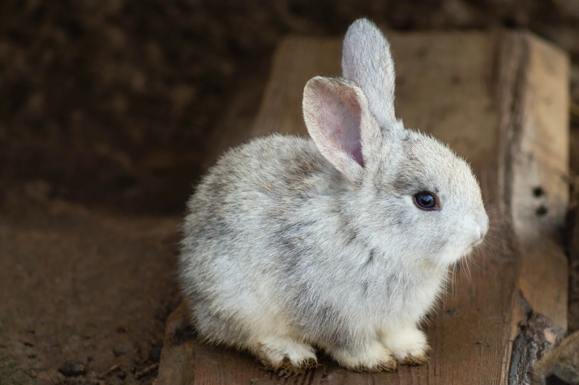 rabbit-3578422_1920.jpg