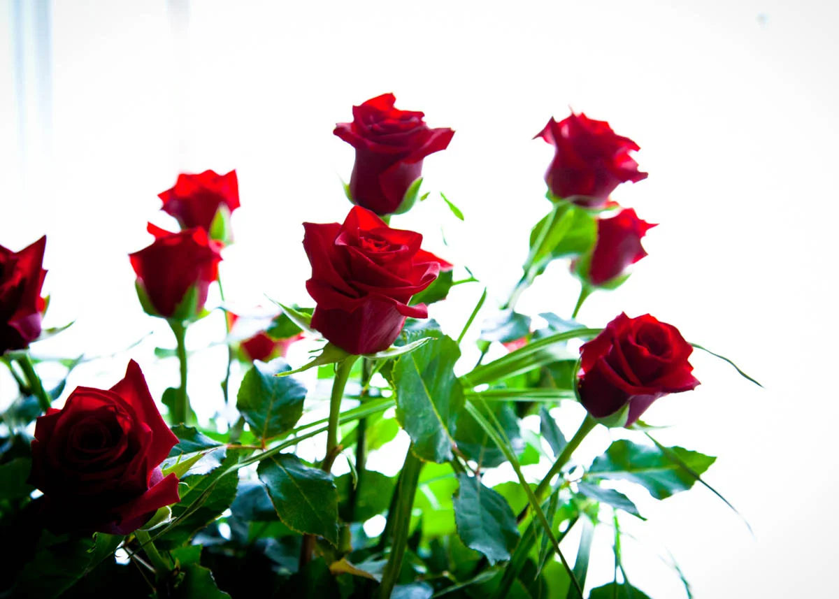 Brian_K_Powers_Photography_Things_121.jpg