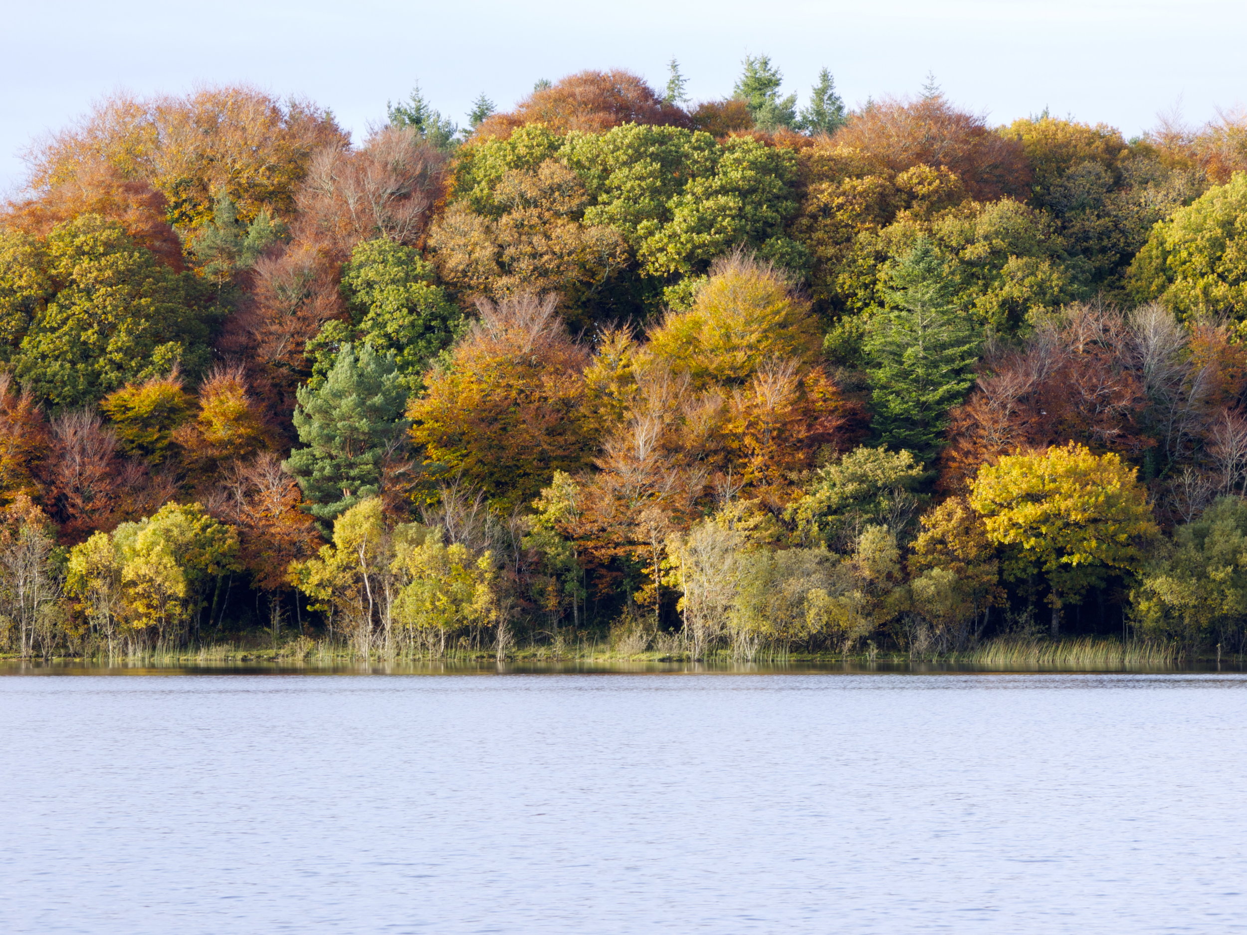 Autumn leaves