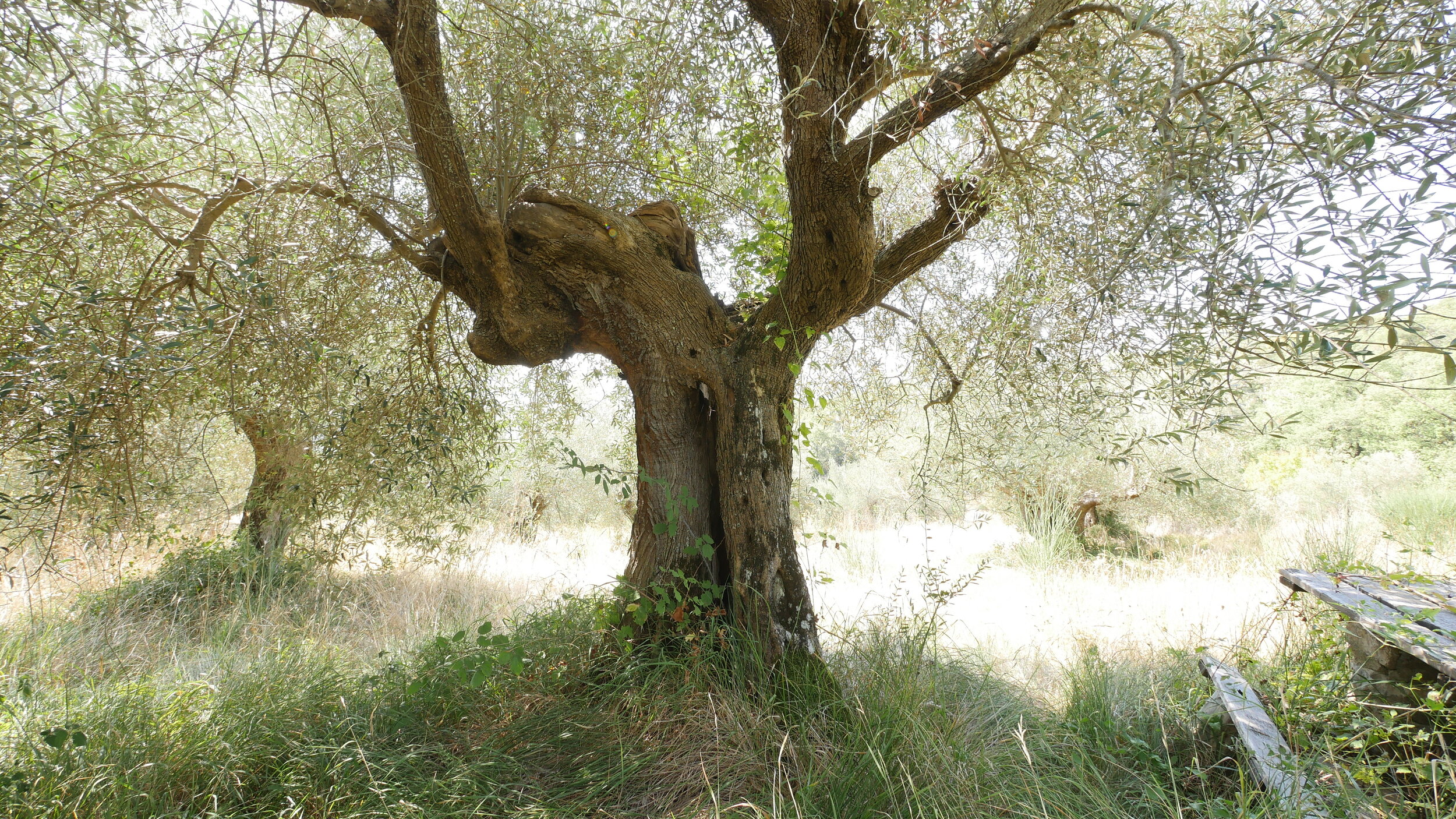 Ancient Olive Grove,Italy
