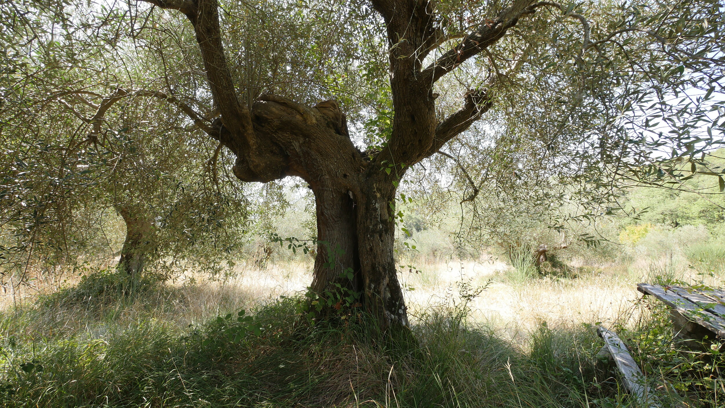 OLIVE GROVE