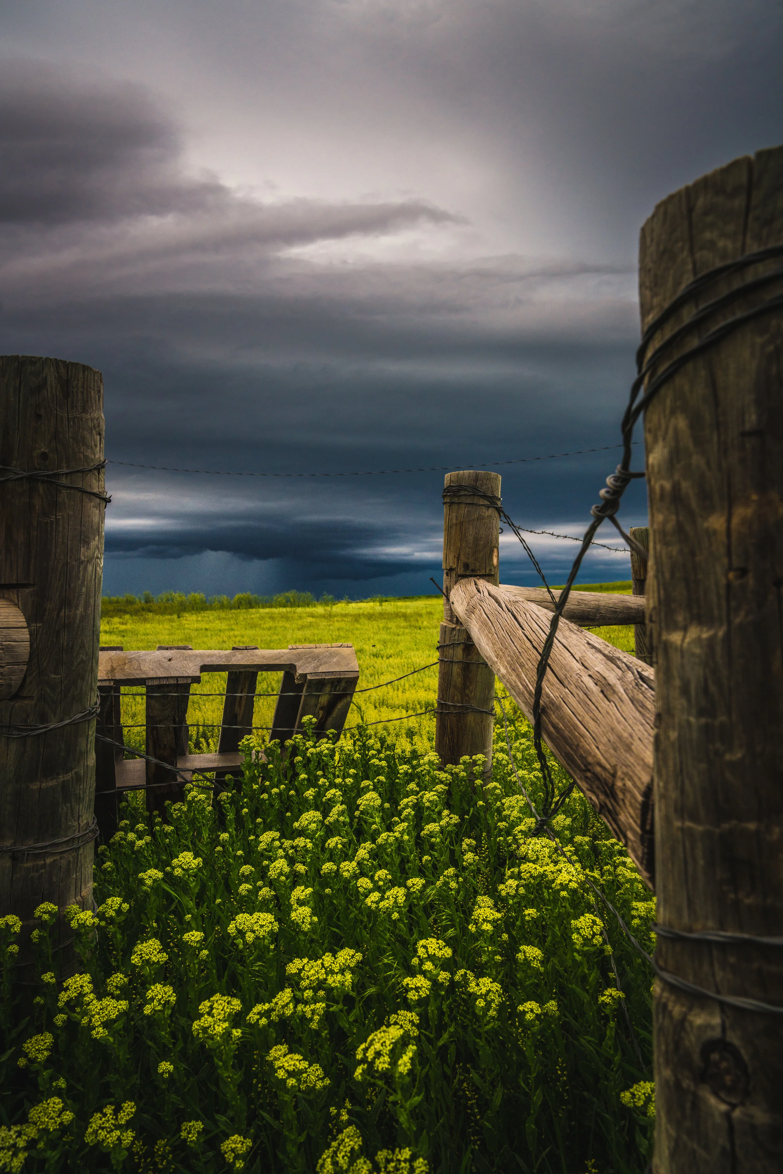 A storm rolling through Eastern MT. The flowers pay little attention, as they have seen this site many times before.