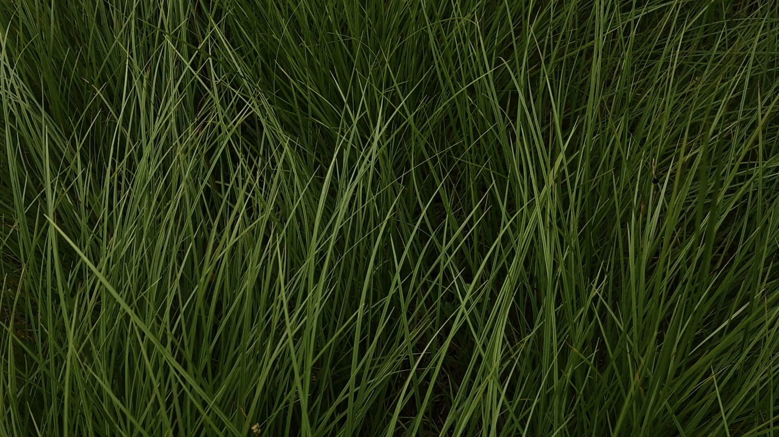 Faith Johnson grass.jpg