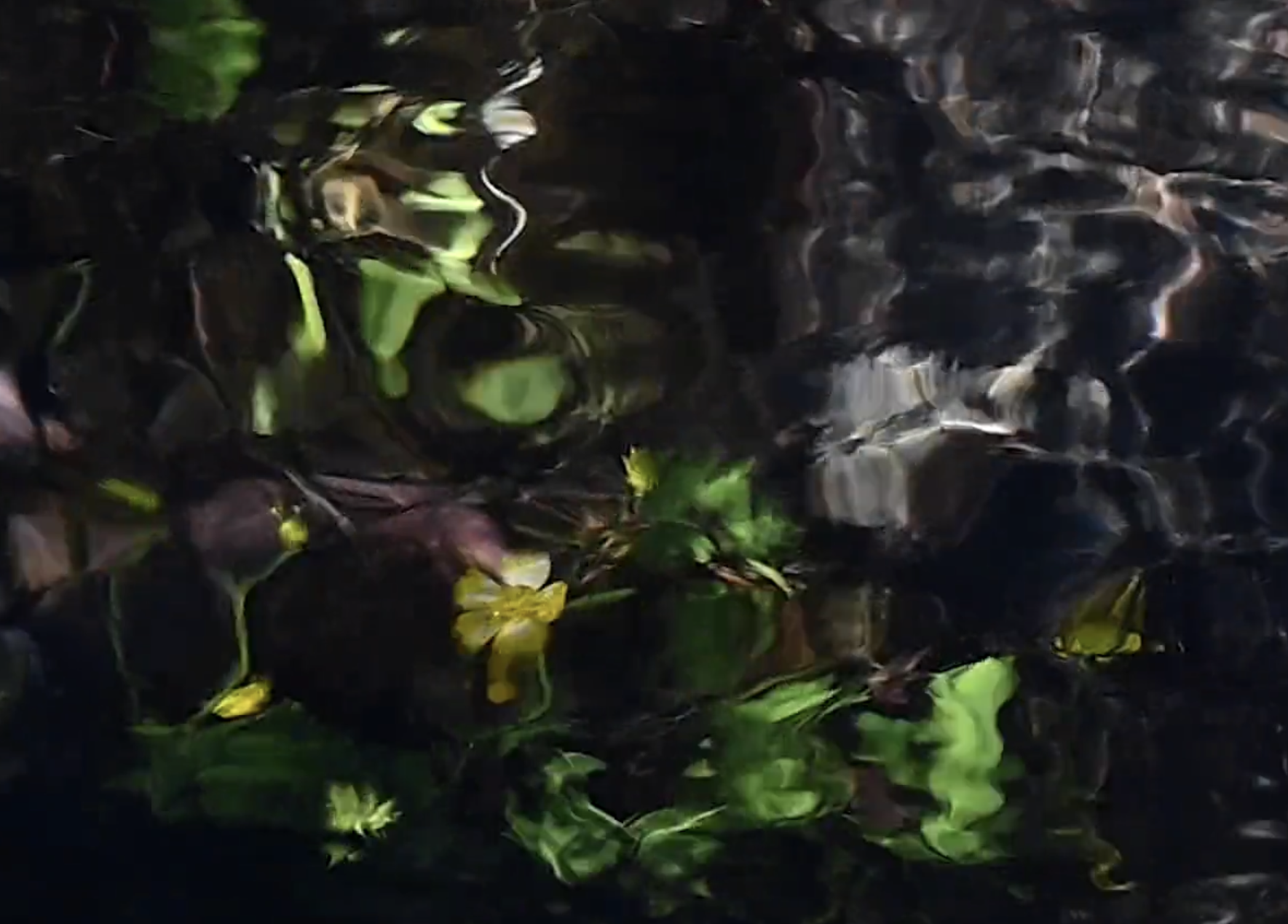 Faith Johnson flower in dark web.png