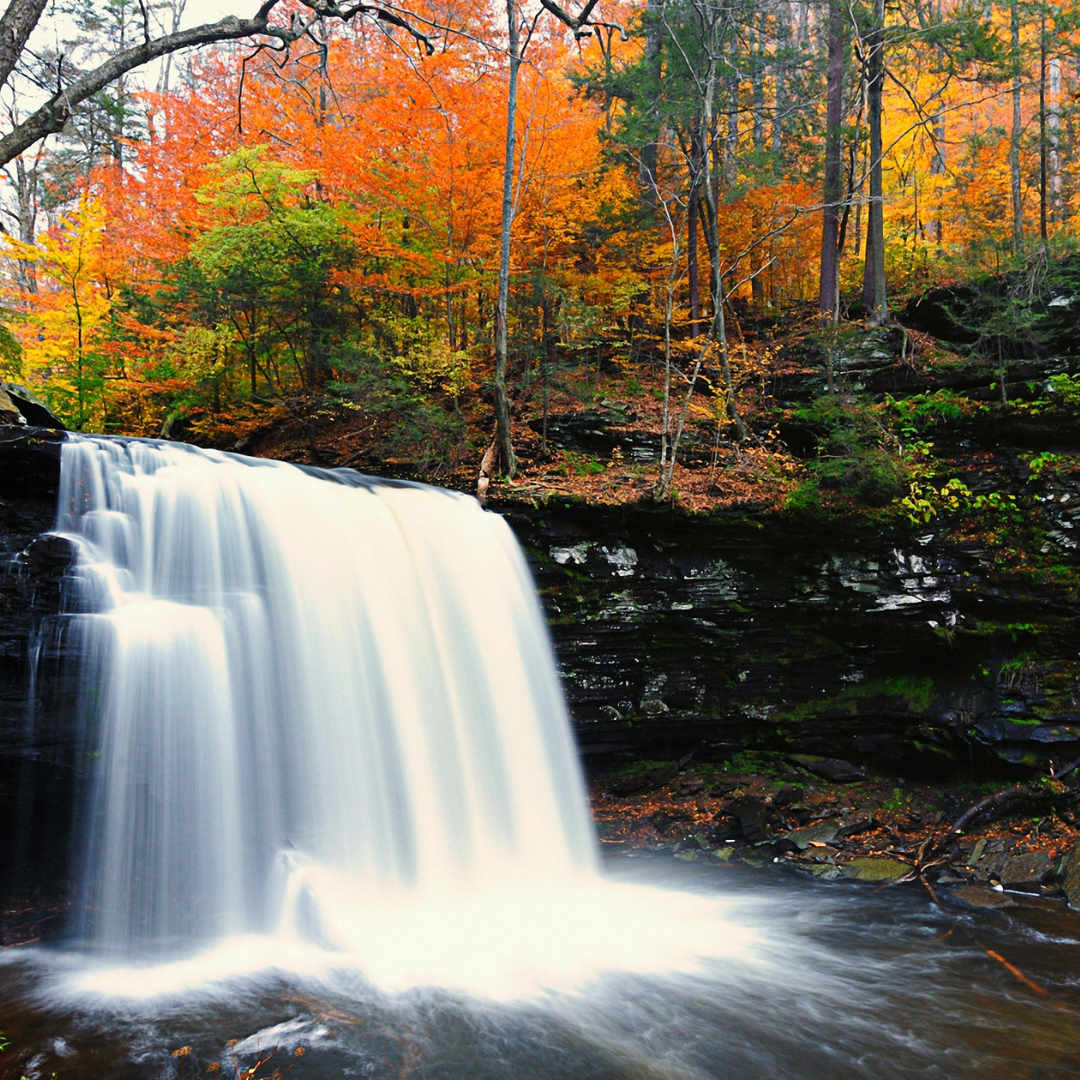 Transitioning into Fall: Online Series