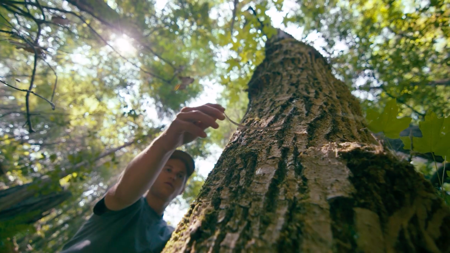 Measuring tree up close.png