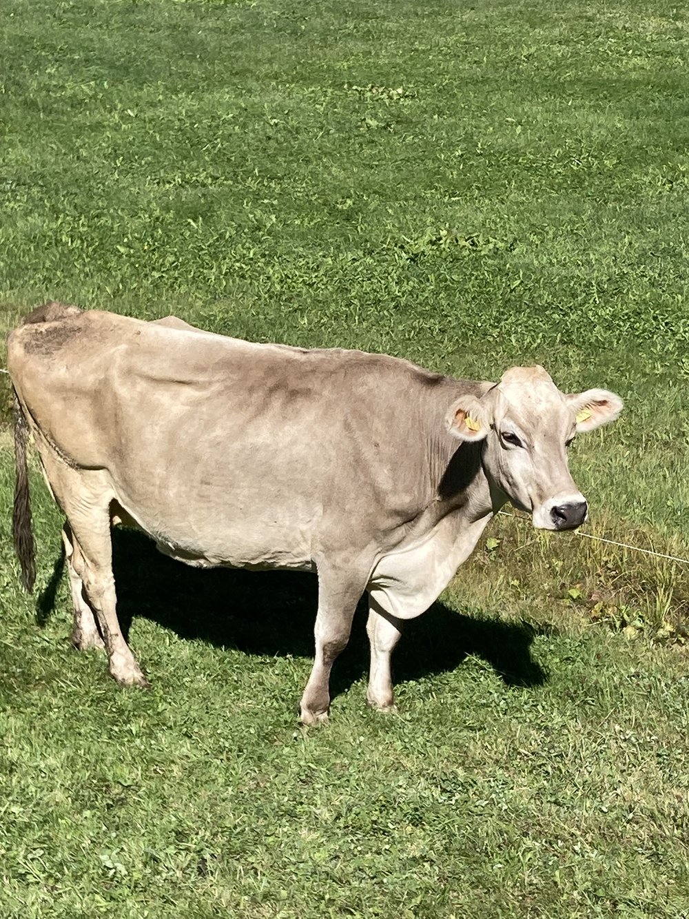 Swiss Cow.jpg