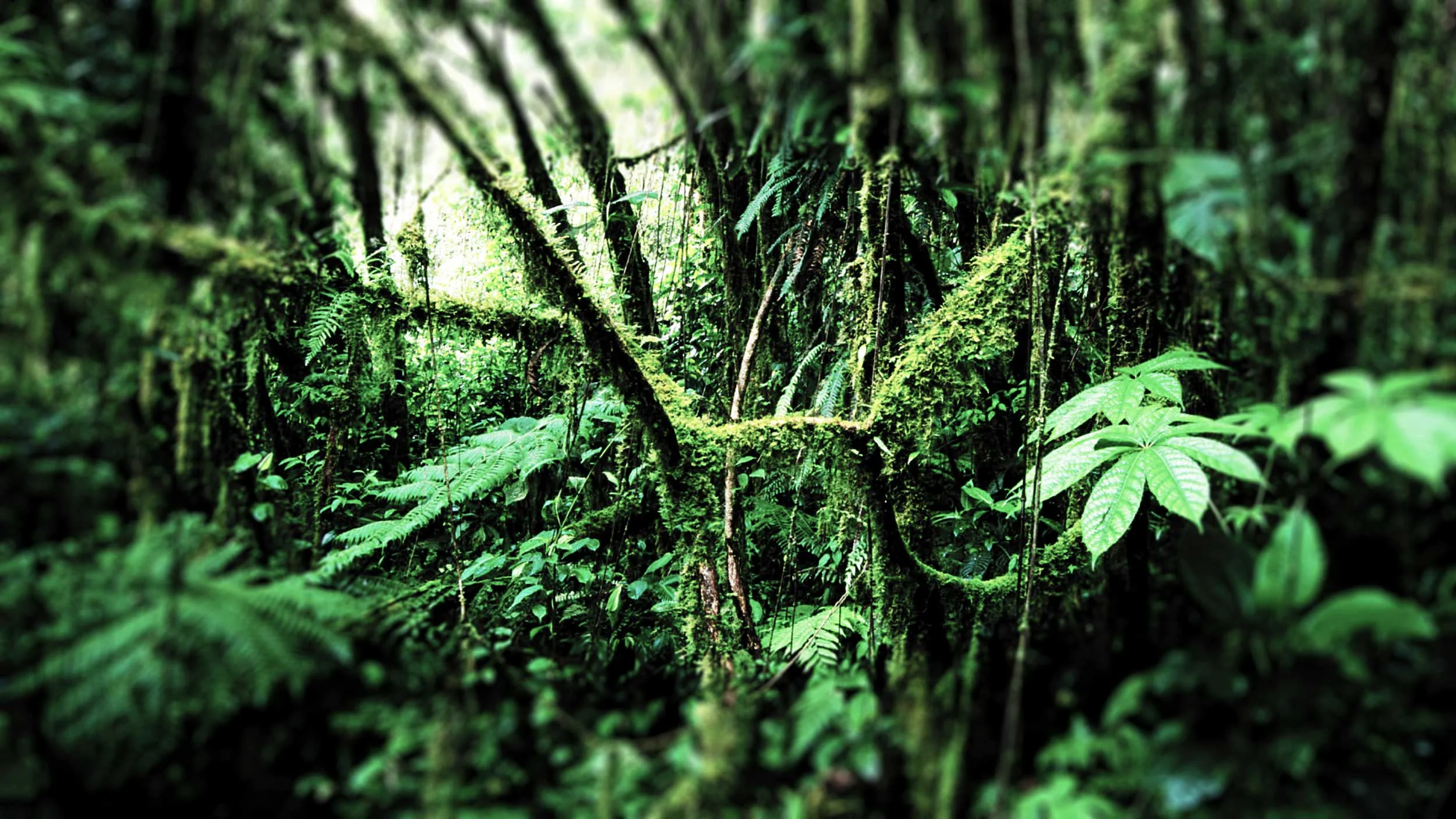 03_jungle_bk_story4.jpg