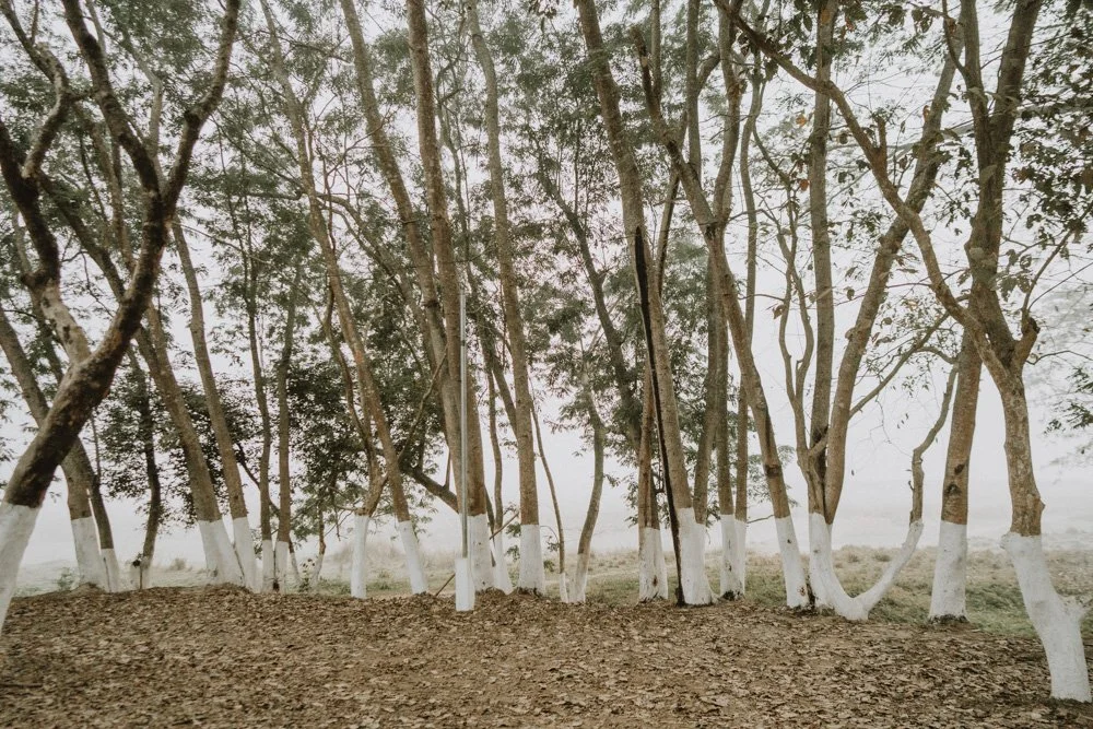 KAZIRANGA_ELEPHANT SAFARI-11.jpg