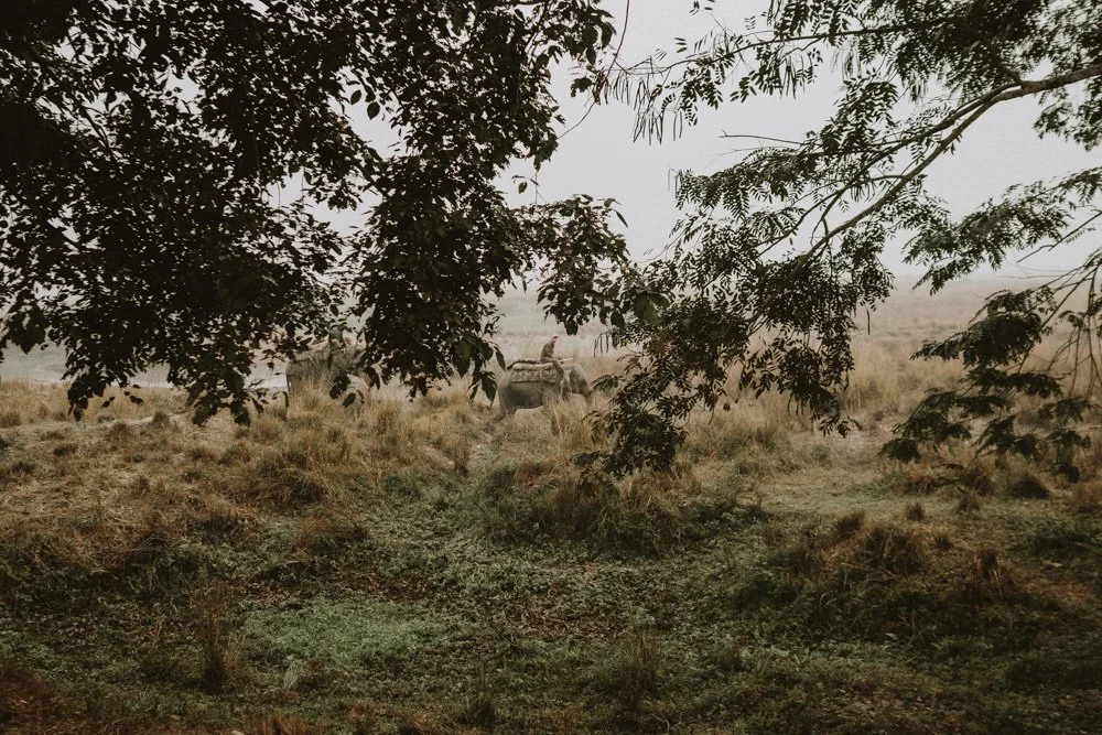 KAZIRANGA_ELEPHANT SAFARI-24.jpg