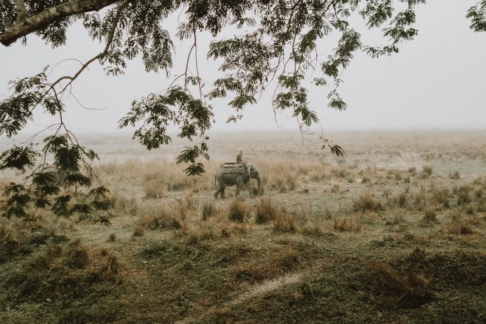 KAZIRANGA_ELEPHANT SAFARI-25.jpg