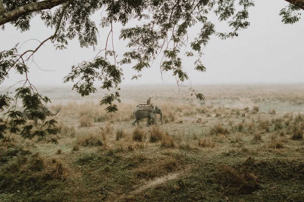 KAZIRANGA_ELEPHANT SAFARI-26.jpg