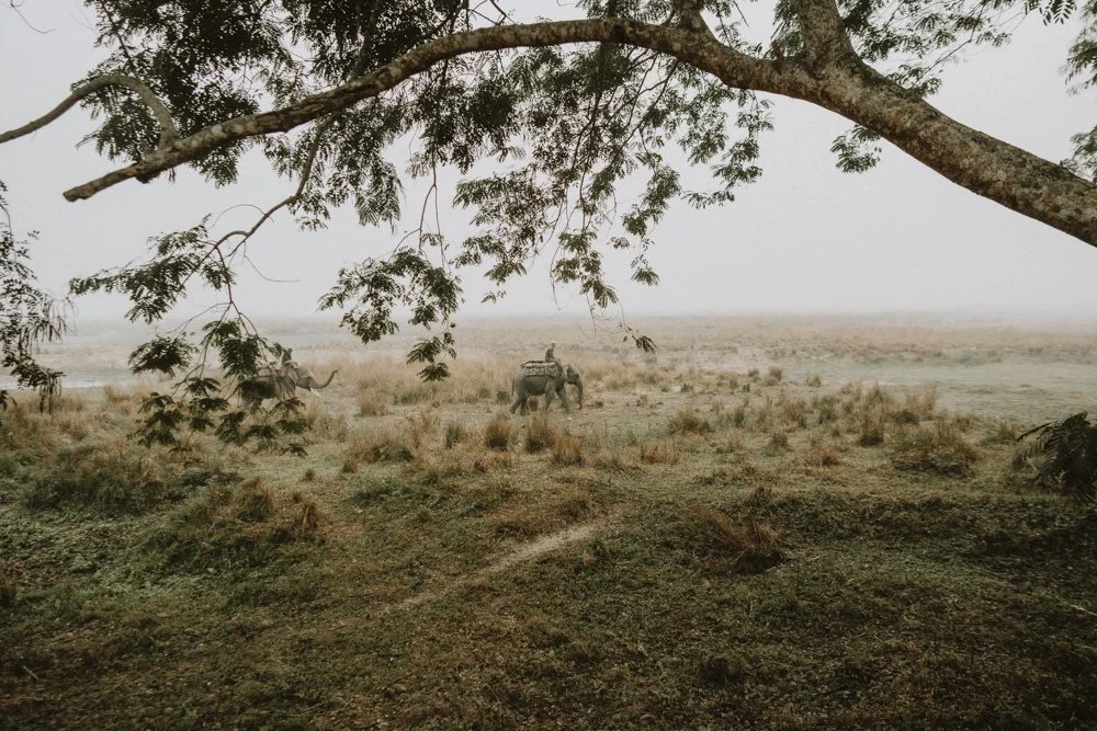 KAZIRANGA_ELEPHANT SAFARI-27.jpg