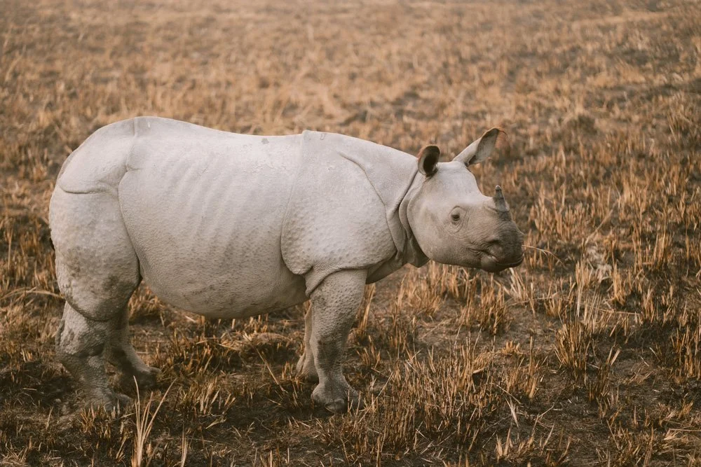 KAZIRANGA ASSAM  ELEPHANT SAFARI