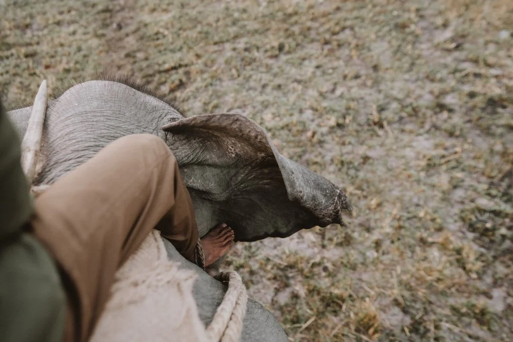 KAZIRANGA_ELEPHANT SAFARI-33.jpg